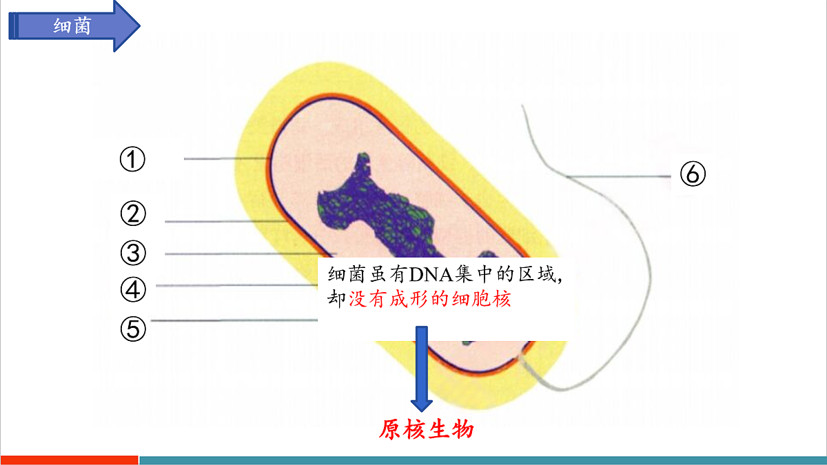 第9章 微生物（复习课件）第7页