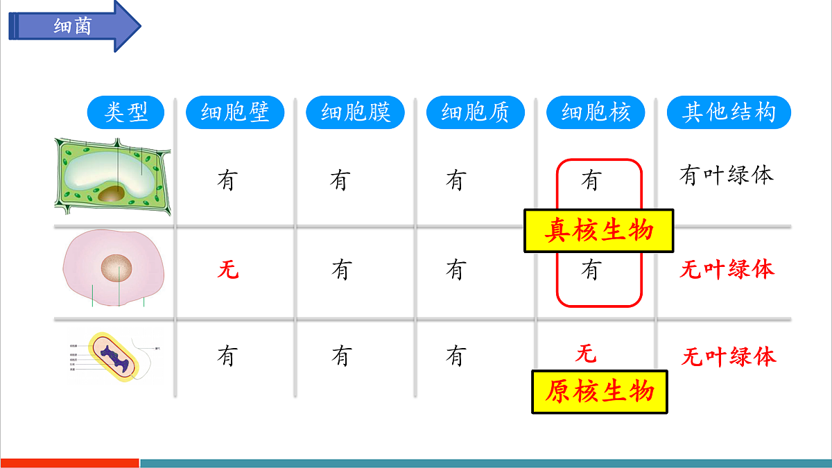 第9章 微生物（复习课件）第8页