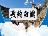 统编版七年级语文上册18 我的白鸽 课件