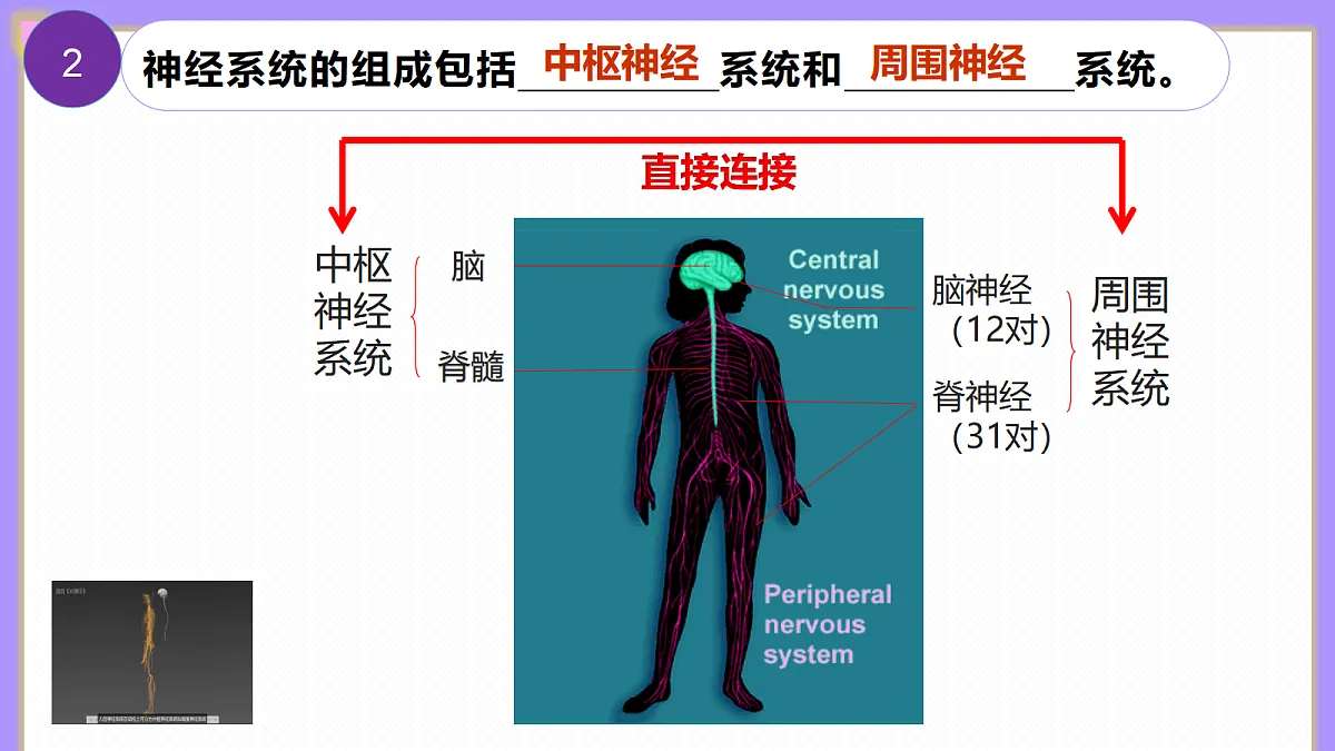 八年级上册生物（人教版） 4.6.2.1神经调节 第1课时 课件第7页