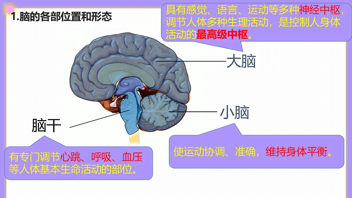 八年级上册生物（人教版） 4.6.2.1神经调节 第1课时 课件第8页