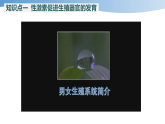 5.16.4 青春期发育 课件 2025-2026学年苏教版八年级生物上册