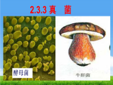 2.3.3 真菌 课件 2025-2026学年人教版生物七年级上册