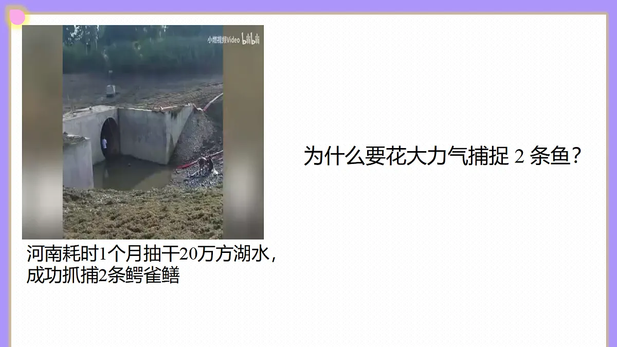 八年级上册生物（人教版）5.2.2维护生态安全 课件第4页