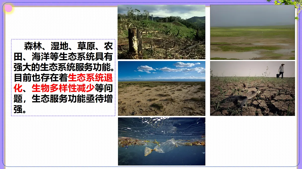 八年级上册生物（人教版）5.2.2维护生态安全 课件第7页