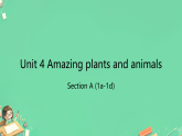 Unit 4 Amazing Plants and Animals Section A (1a-1d) （课件） 人教版（2024）八年级英语上册