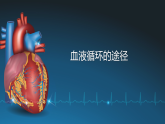 2026年春人教版七年级生物下册 4.4..3.2 血液循环的途径(课件)