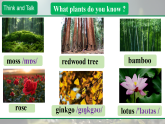 Unit 4 Amazing Plants and Animals Section A 1a-1d 课件 2025-2026学年人教版（2024）八年级上册