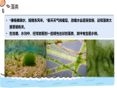 2.3.1藻类和苔藓植物、蕨类植物-第1课时（教学课件）——初中生物学苏教版（2024）七年级上册