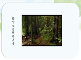 统编版语文三年级上册课件《21.大自然的声音》