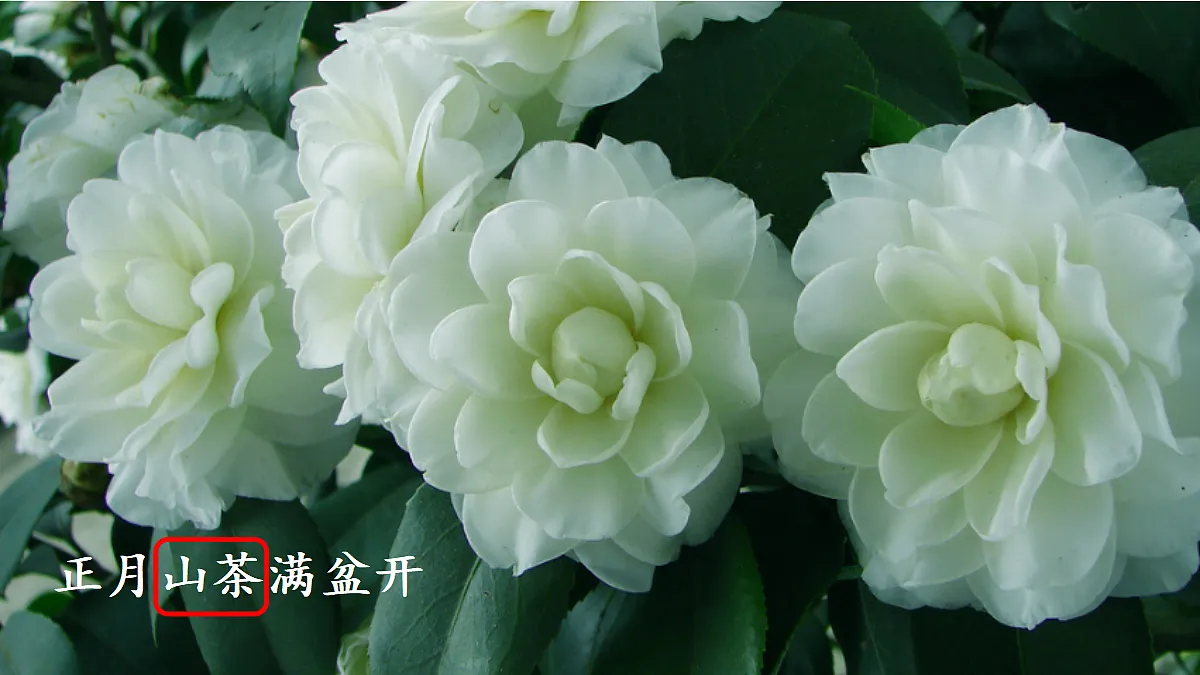 17472559第7页