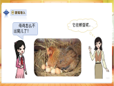 【教学评一体化】大象版三上科学  3.1《孵化小鸡》课件+教学设计表格式+单元整体教案