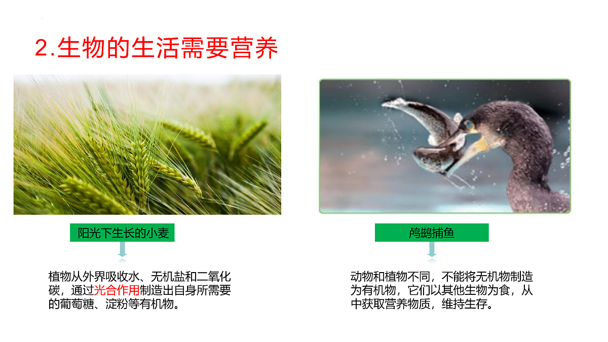 17475196第5页