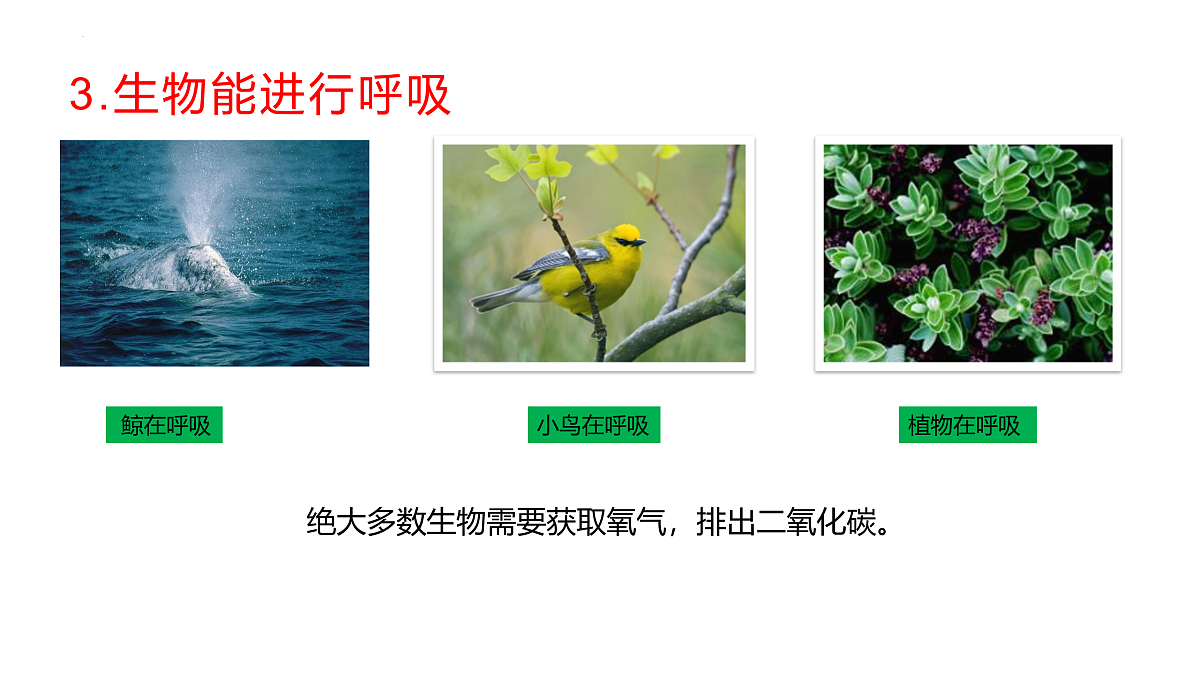 17475196第6页