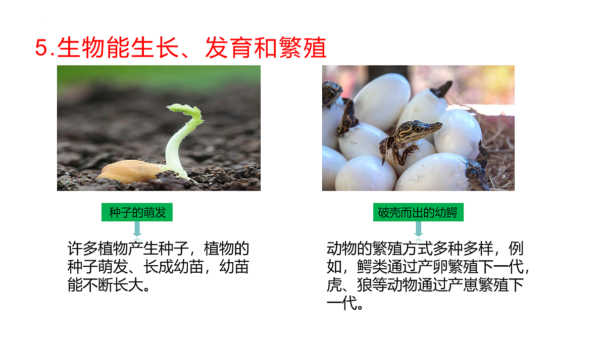 17475196第8页