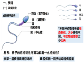 2.3.1胚胎工程的理论基础1课件-2024-2025学年高二下学期生物人教版选择性必修3
