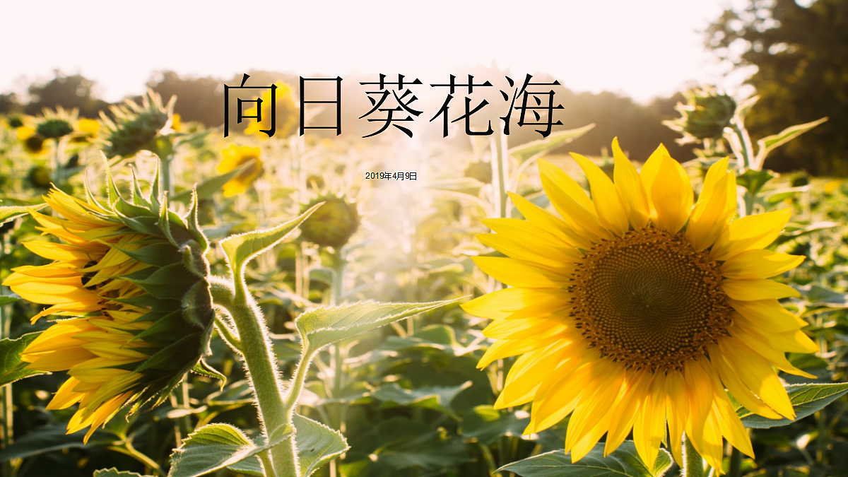 17476618第1页