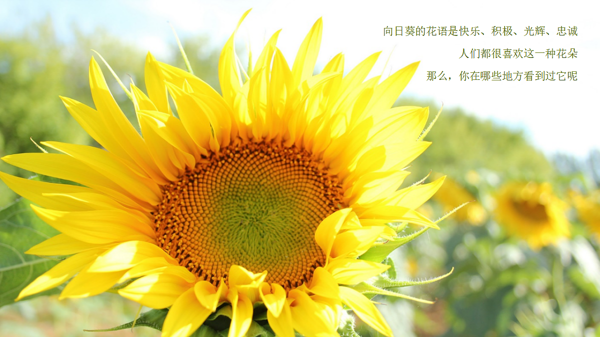 17476618第7页