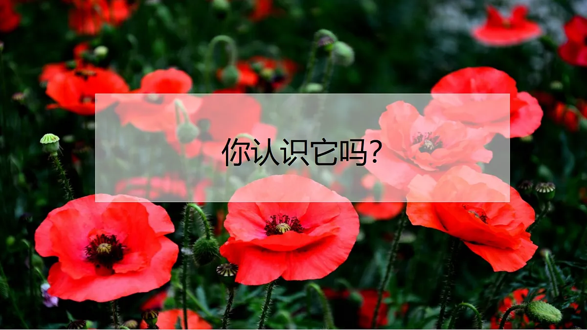17476628第4页