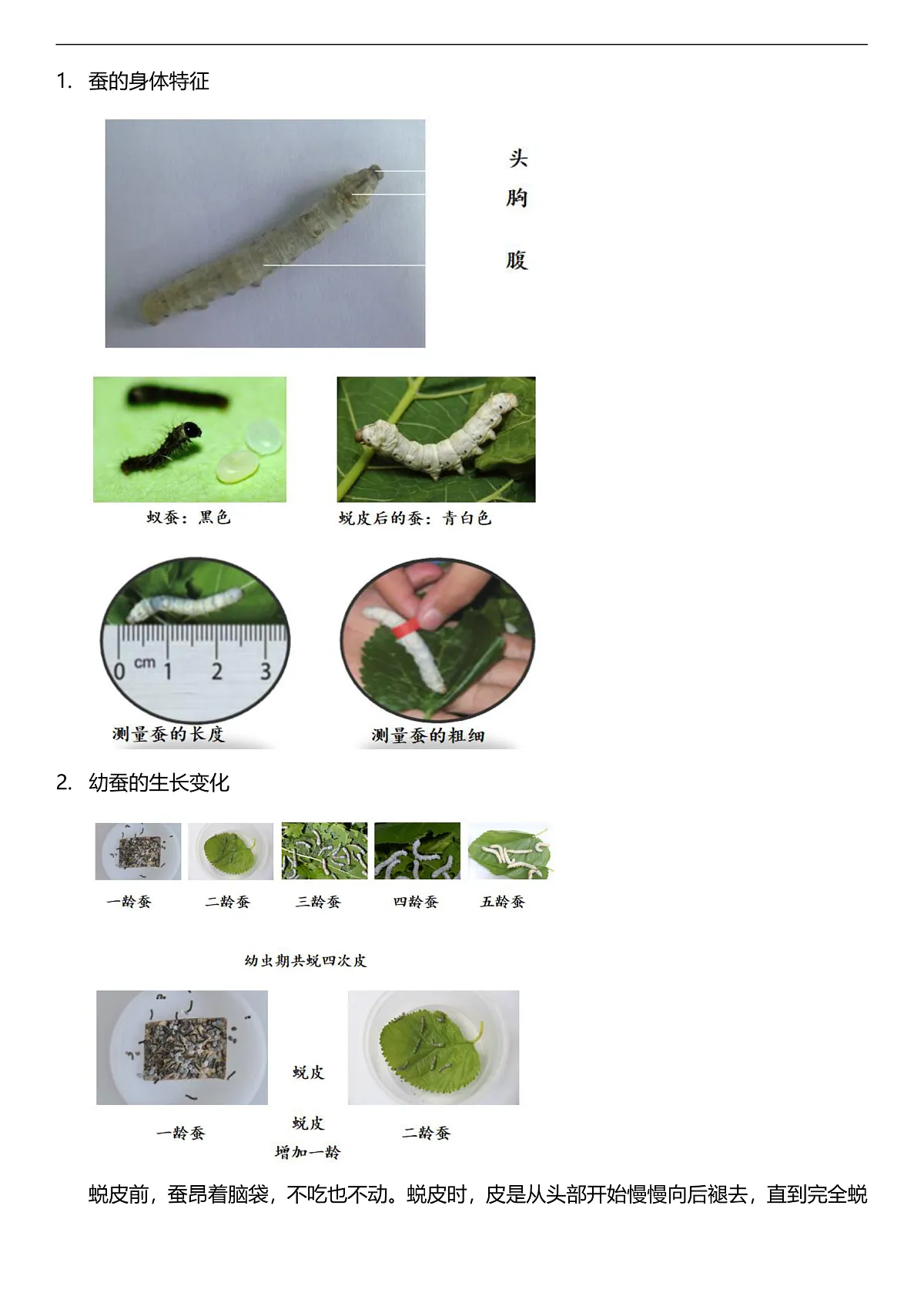 人教鄂教版科学四下2.7《蚕的生长变化》教案第2页