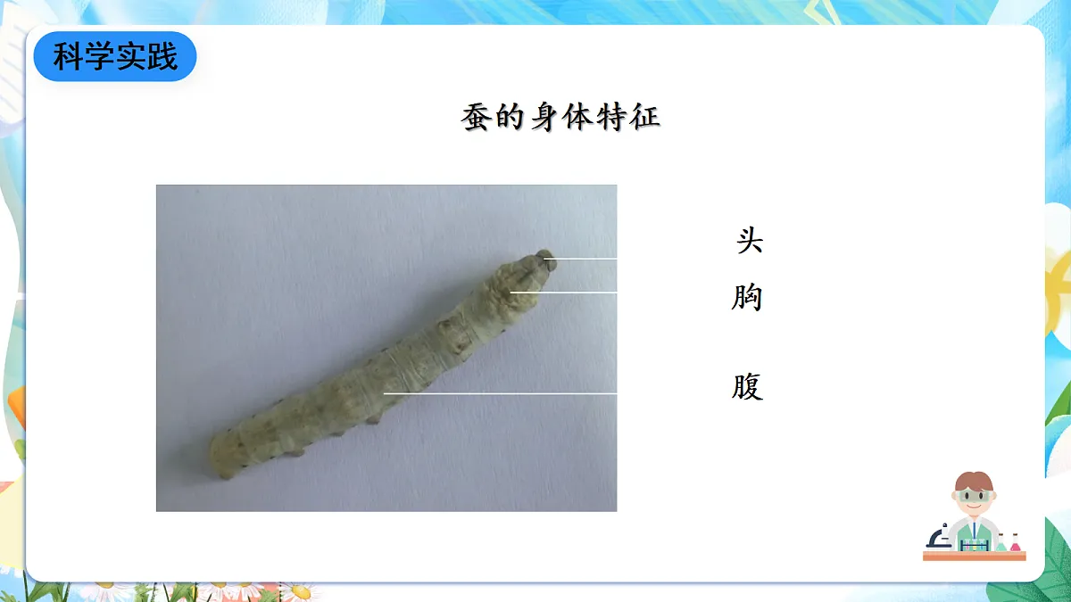 人教鄂教版科学四下2.7《蚕的生长变化》课件第5页