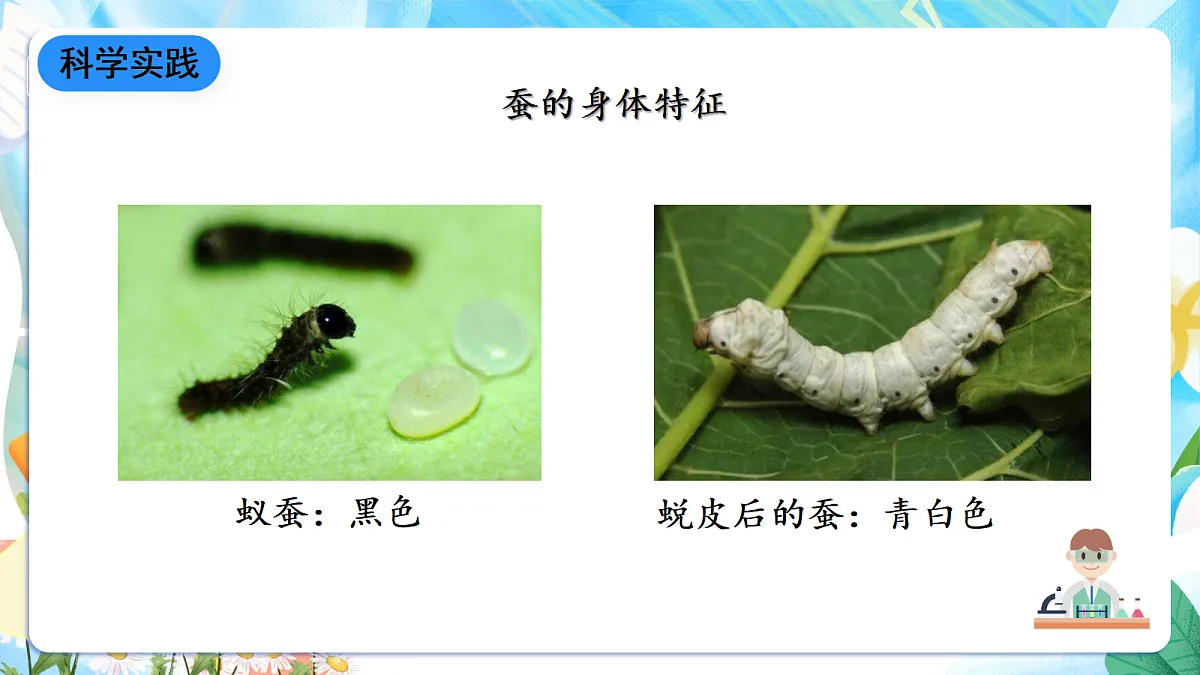 人教鄂教版科学四下2.7《蚕的生长变化》课件第6页