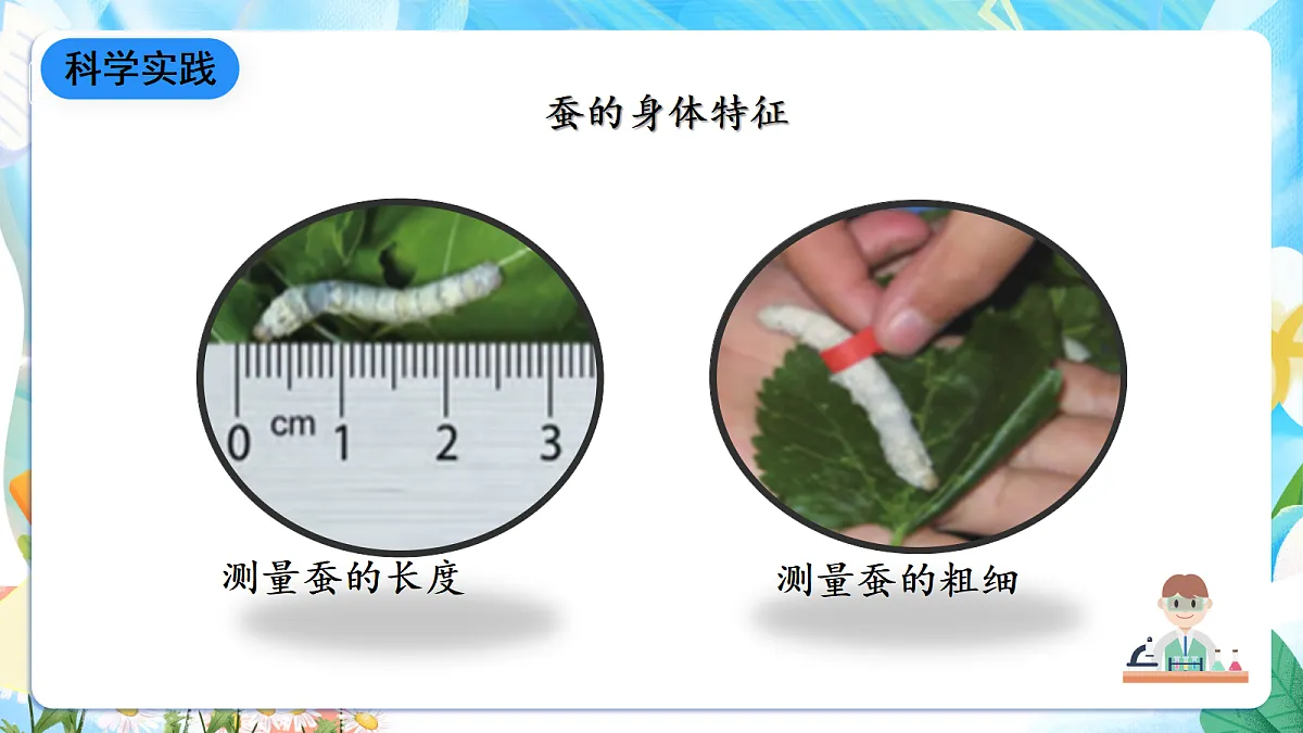 人教鄂教版科学四下2.7《蚕的生长变化》课件第7页