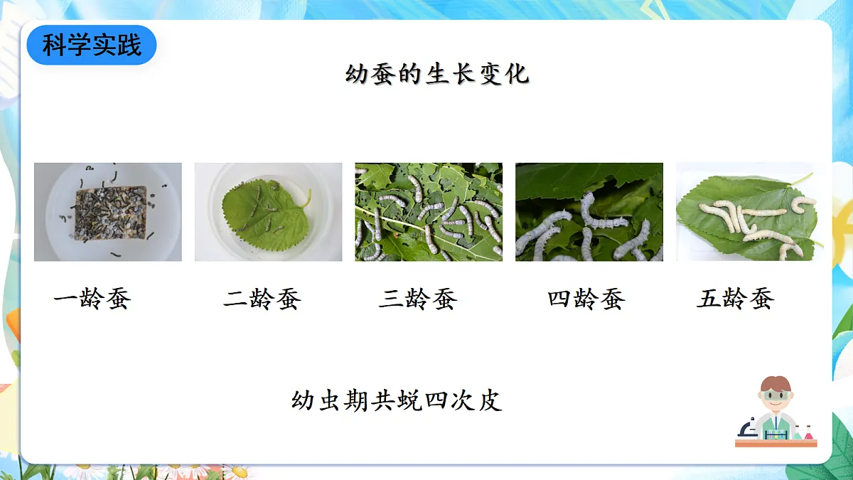 人教鄂教版科学四下2.7《蚕的生长变化》课件第8页