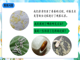 人教鄂教版科学四下2.8《蚕的一生》课件+教案+视频素材