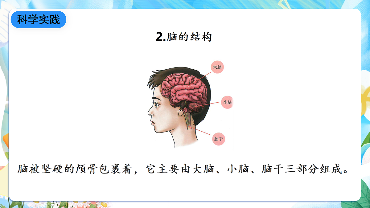 人教鄂教版科学五下3.9《脑的功能》课件第8页