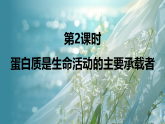 第一章  第二节　第2课时　蛋白质是生命活动的主要承载者课件高中生物学  浙科版（2019）必修1 分子与细胞