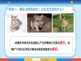 新大象版科学三年级上册 第三单元 第三课《哺乳动物》课件