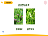 2025秋苏教版六年级科学上册2-3《寻找遗传与变异的秘密》（课件）