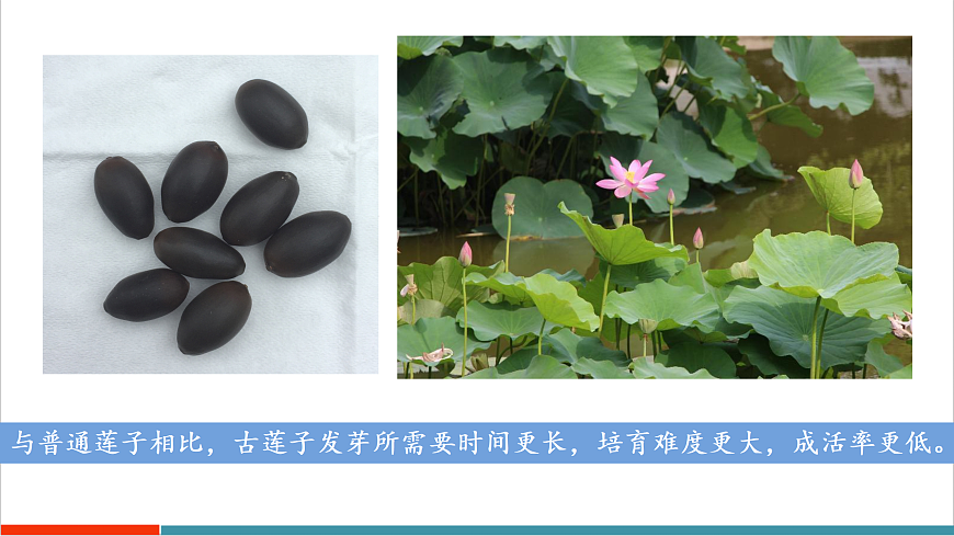 11.1 种子的萌发（第2课时）第5页