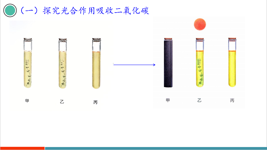 12.2 植物维持生物圈中的碳氧平衡（第1课时）第8页