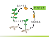 人教版 初中生物 七年级下册 -《种子的萌发》课件