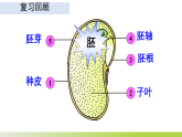 人教版 初中生物 七年级下册 -《种子的萌发》课件