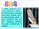 部编五年级上册《珍珠鸟》 课件