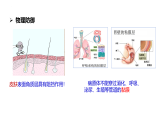 4.2+人体通过非特异性免疫对抗病原体课件-2025-2026学年高二上学期生物浙科版选择性必修1
