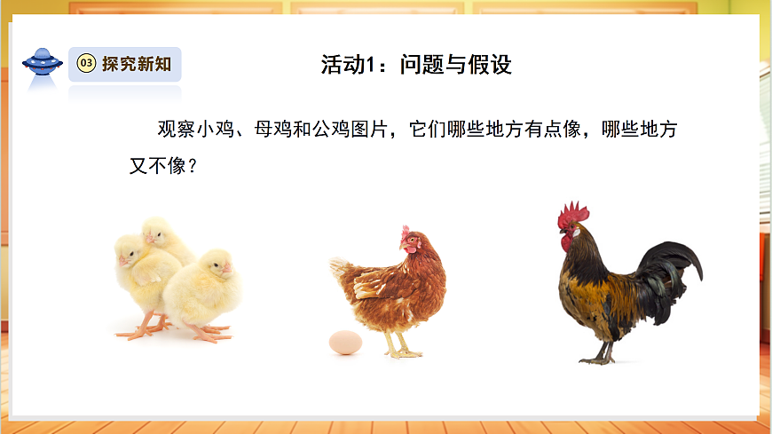 【教学评一体化】3.2《鸡与鸟类》课时课件第5页