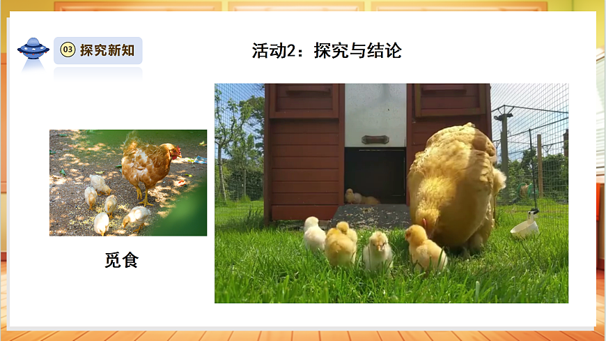 【教学评一体化】3.2《鸡与鸟类》课时课件第8页
