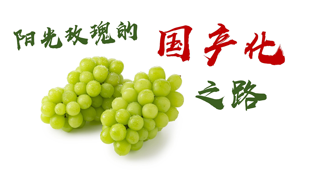 17503543第4页