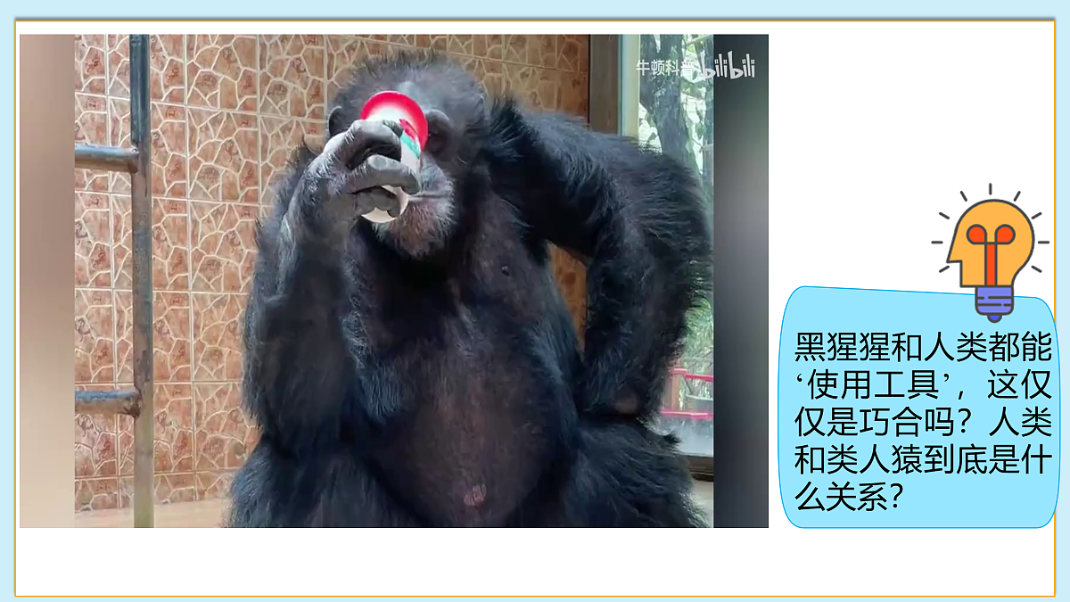 八下（北师大版2024）17.3人类的起源与进化   课件第4页