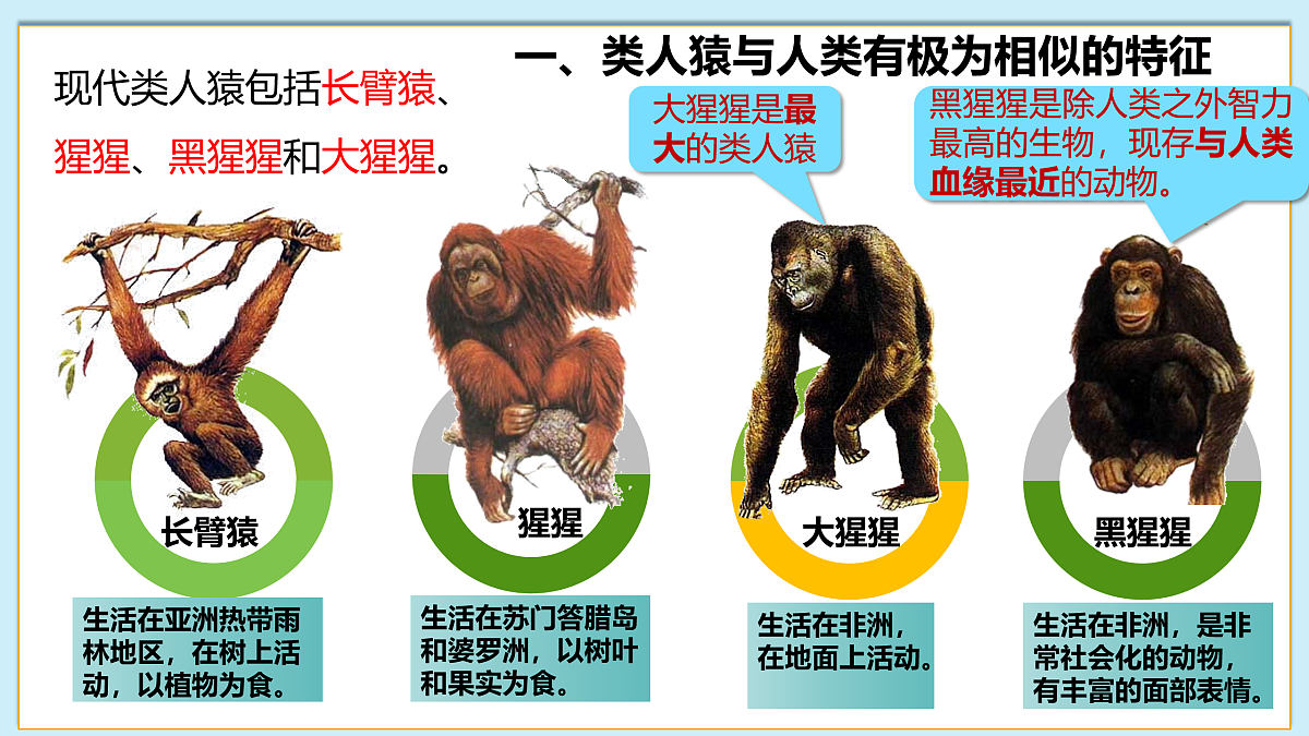 八下（北师大版2024）17.3人类的起源与进化   课件第7页