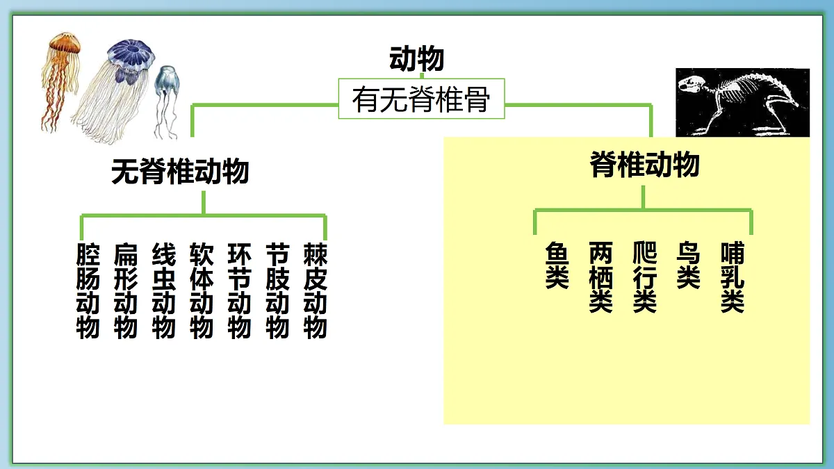 八下（北师大版2024）18.4.2动物的主要类群 第2课时 课件第6页