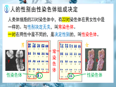6.16.4 性别和性别决定（教学课件）-2025-2026学年八年级生物上册（北师大版2024）