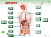 2026年春冀少版七年级生物下册 1.1 消化系统的组成(课件)