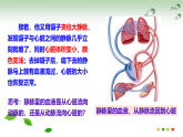 2026年春冀少版七年级生物下册 2.2  血液循环的途径和功能(课件)