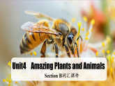 【情境式教学】新人教版初中英语八年级上册Unit 4 Amazing Plants and Animals Section B 词汇课件 课件