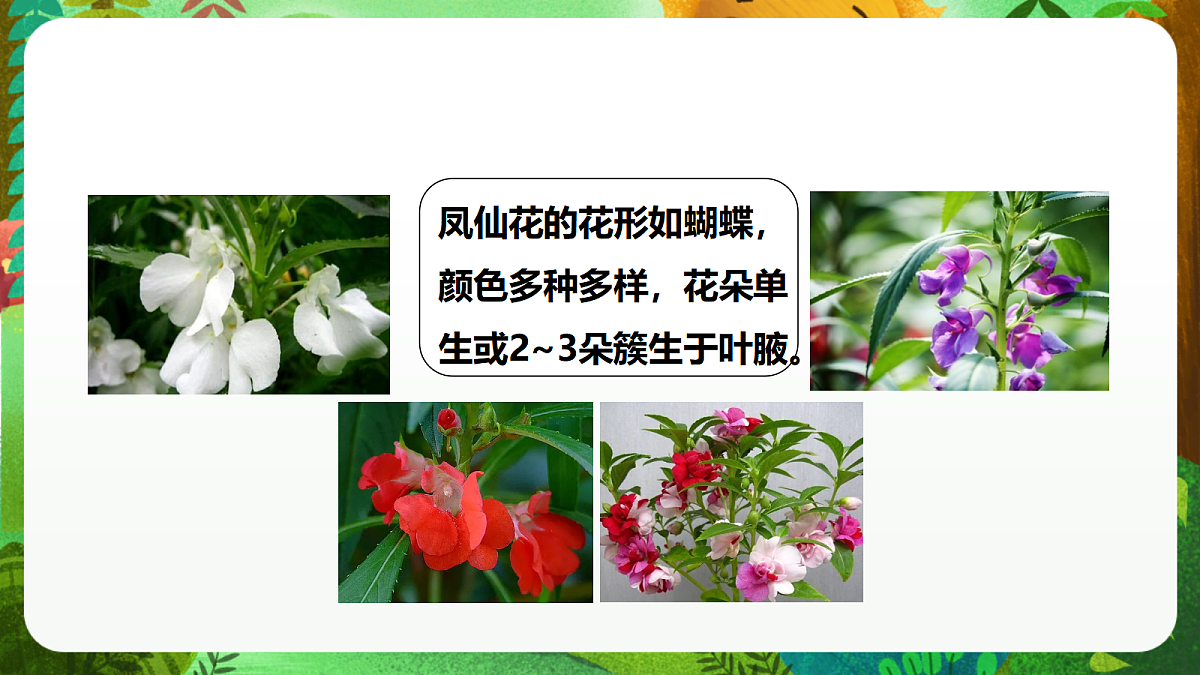 教科版（2017）科学四下1.5《凤仙花开花了》课时课件第6页